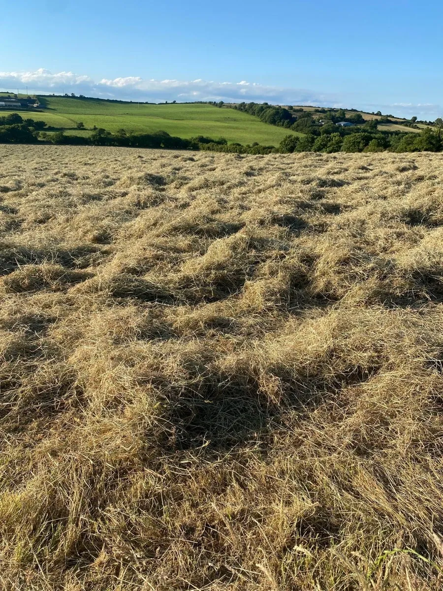 Small square bales of hay - Image 1