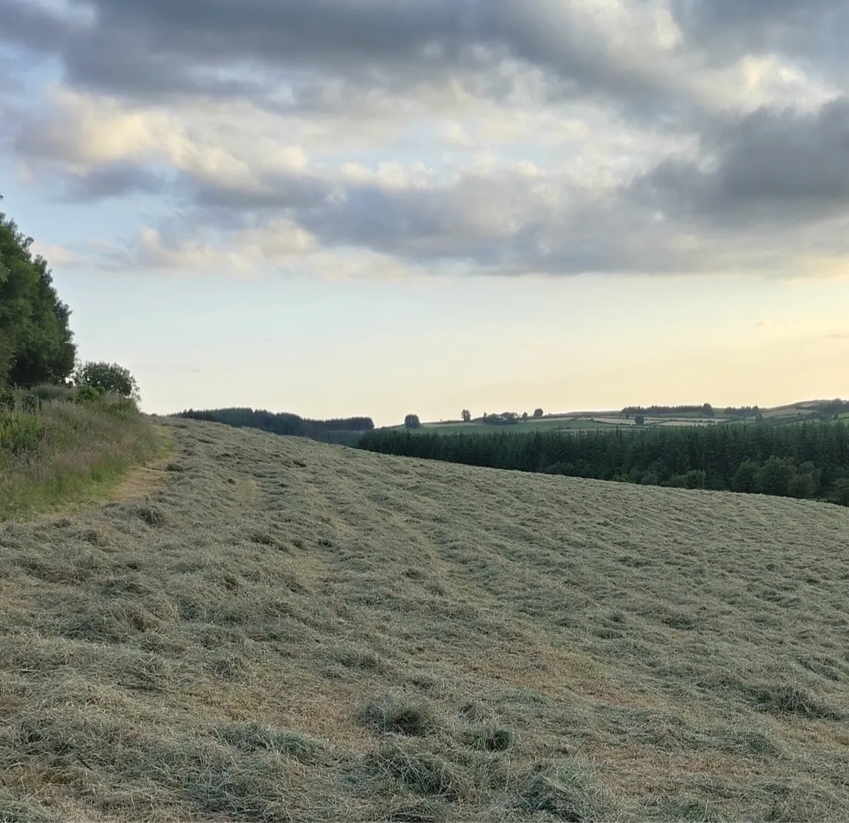 Hay