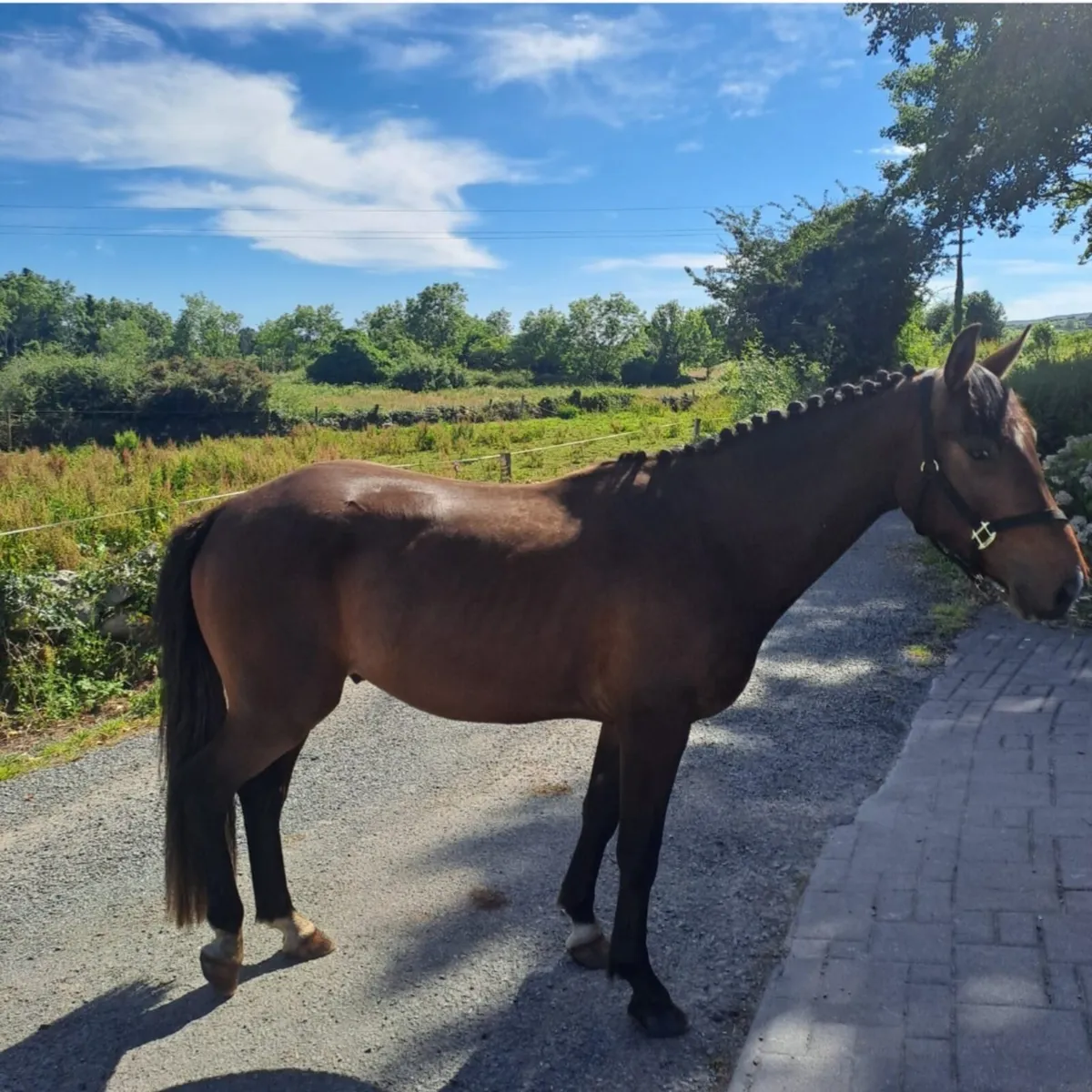 3 year old - Creevagh Ferro Gelding - Image 3