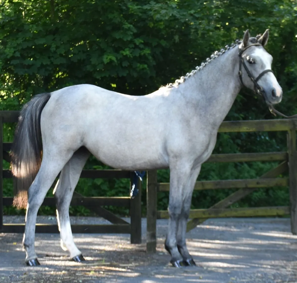STUNNING YEARLING - TO MAKE TOP SHOWJUMPER - Image 1