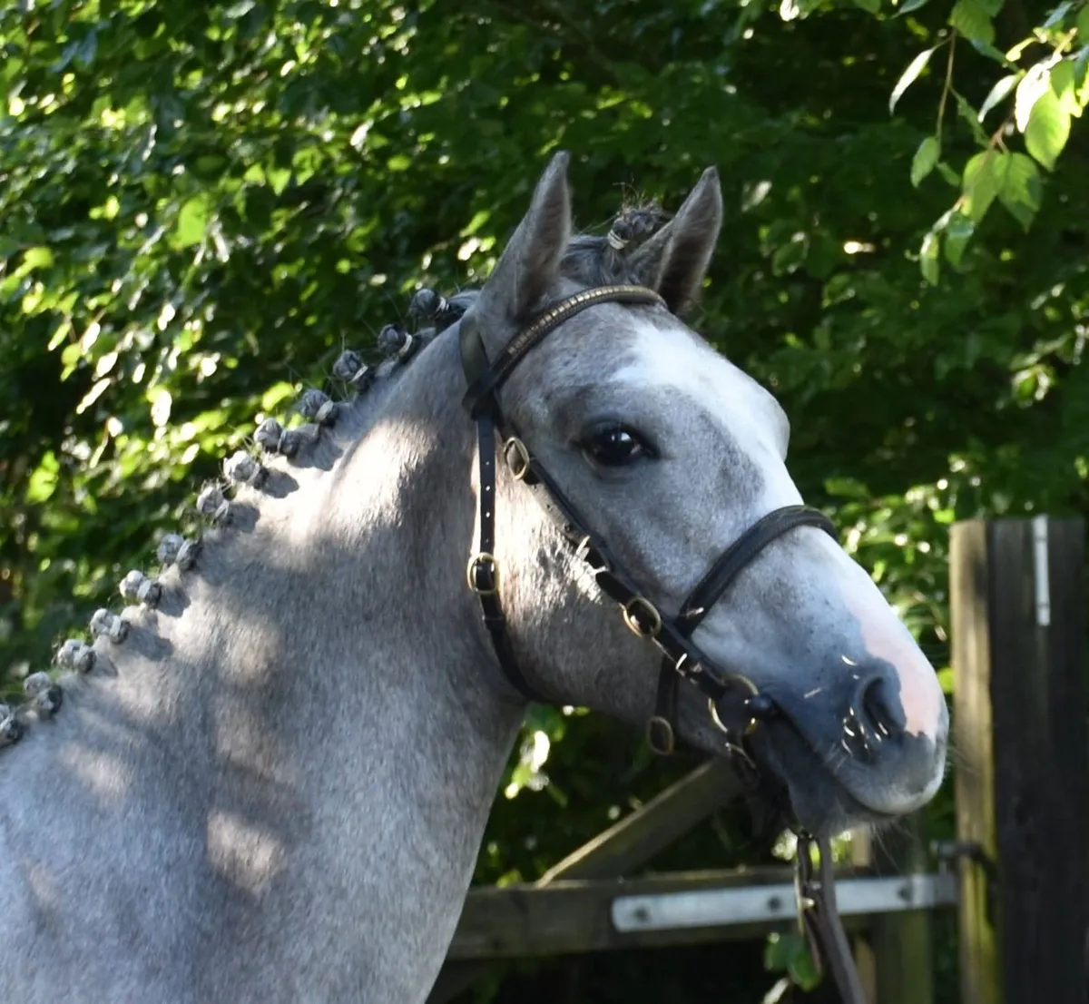 STUNNING YEARLING - TO MAKE TOP SHOWJUMPER - Image 4