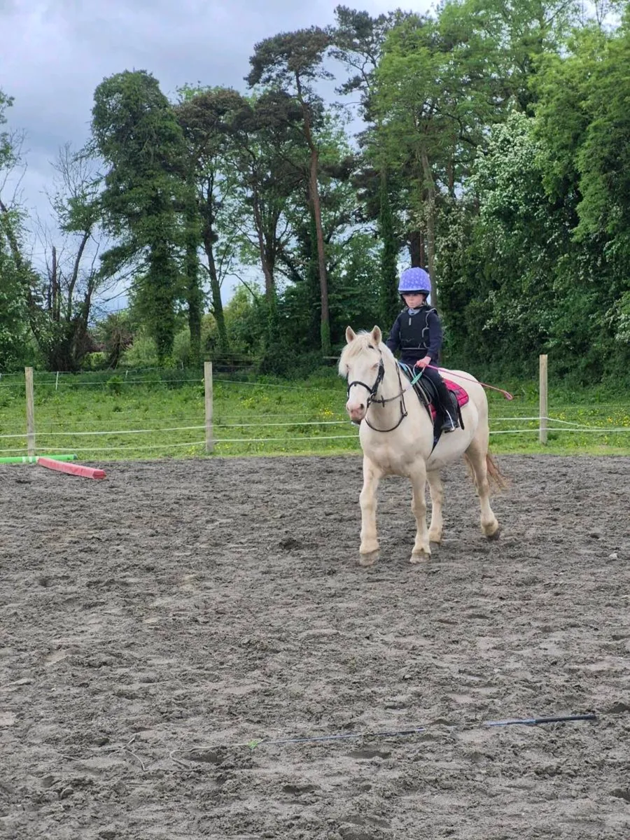13.2hh pony - Image 1