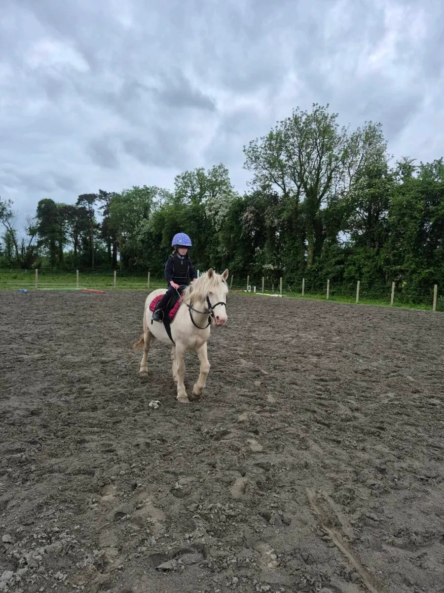 13.2hh pony - Image 2