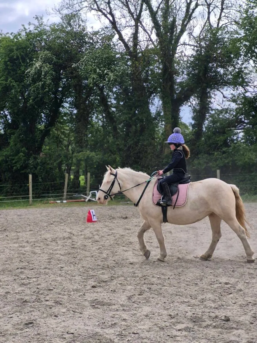 13.2hh pony - Image 3