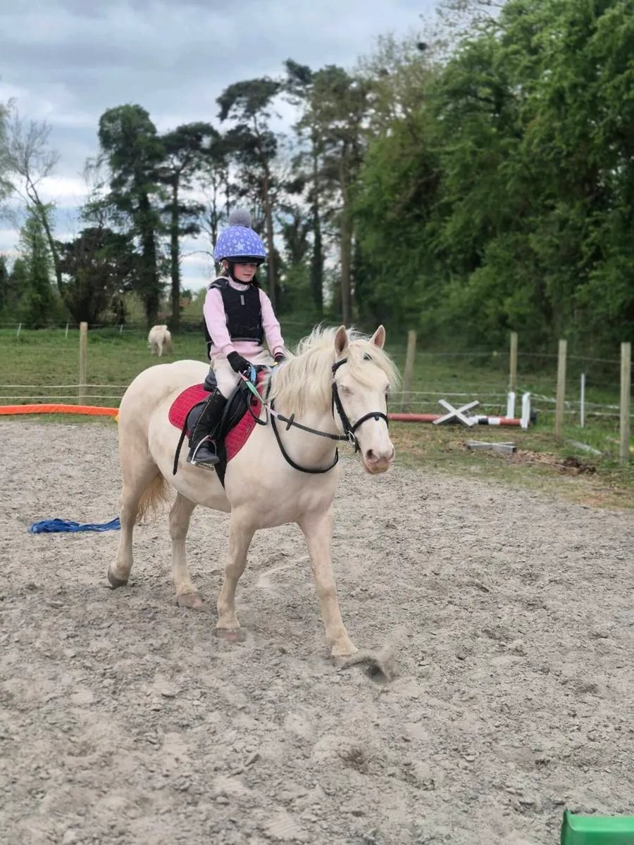 13.2hh pony - Image 4