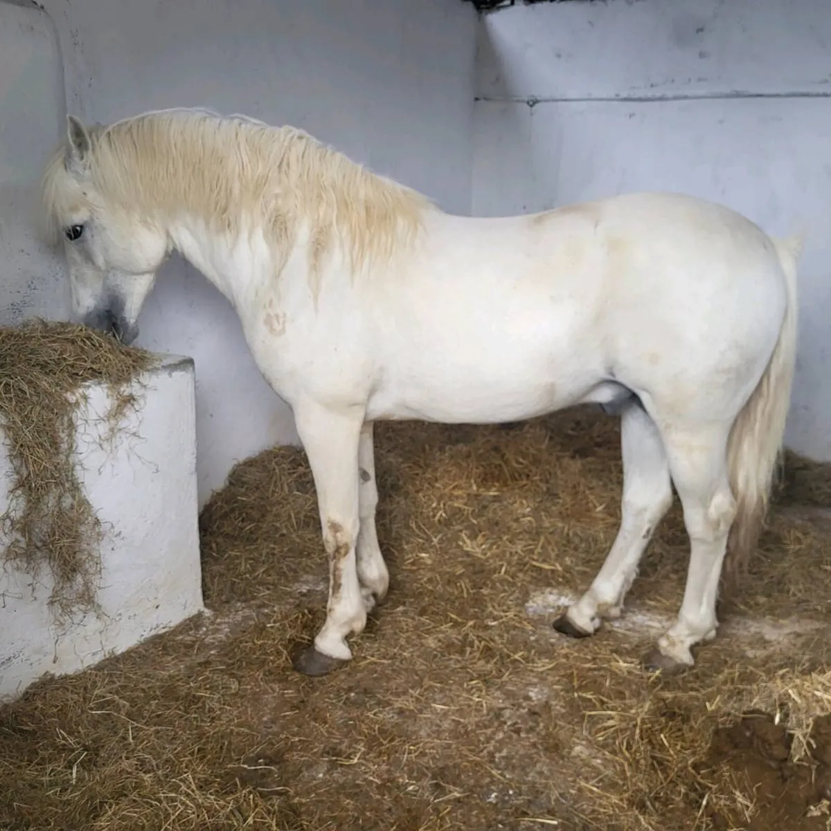 Connemara  stallion  at stud - Image 4