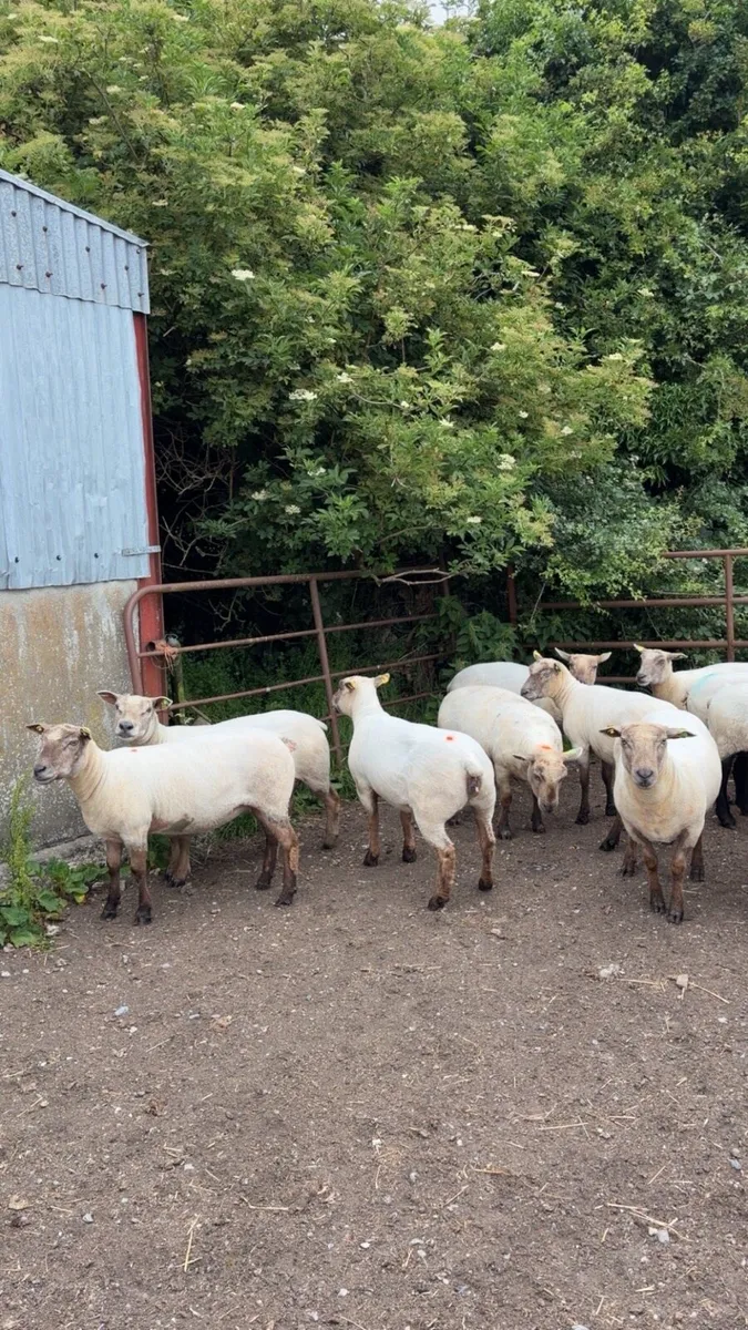 Breeding Ewes - Image 1