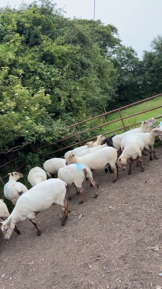 Breeding Ewes - Image 2