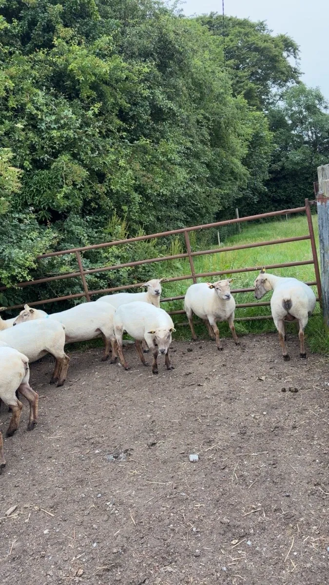 Breeding Ewes - Image 3