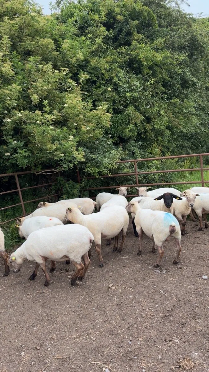 Breeding Ewes - Image 4