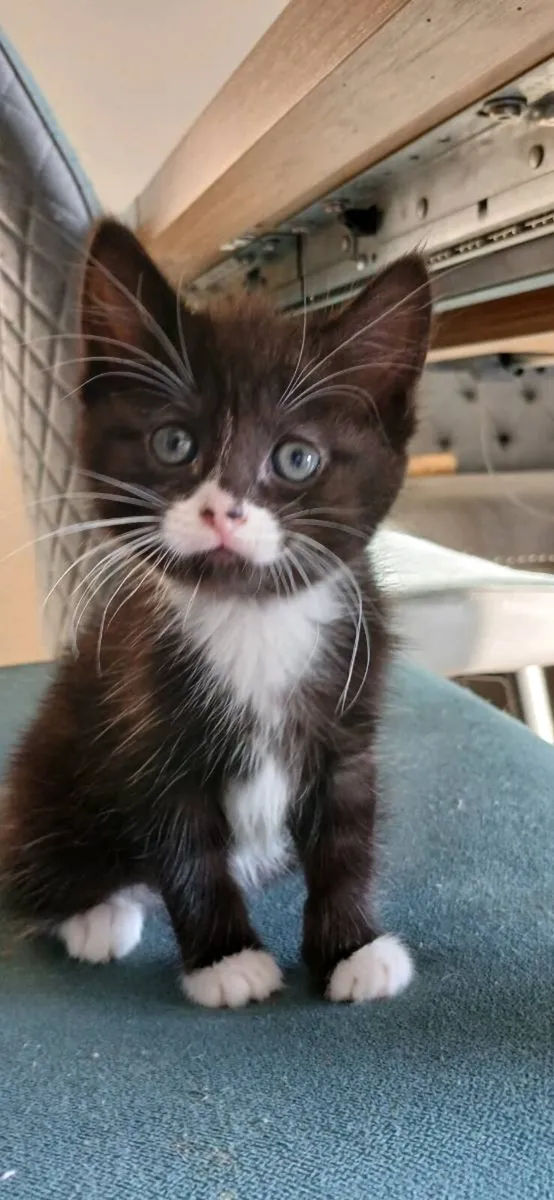 Kittens 💕 - Image 1