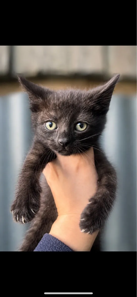 Kittens - Image 2