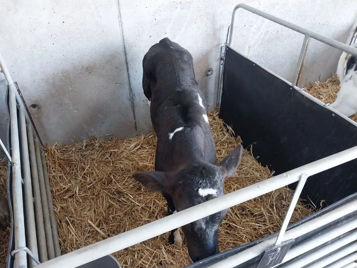 Calf - Image 2