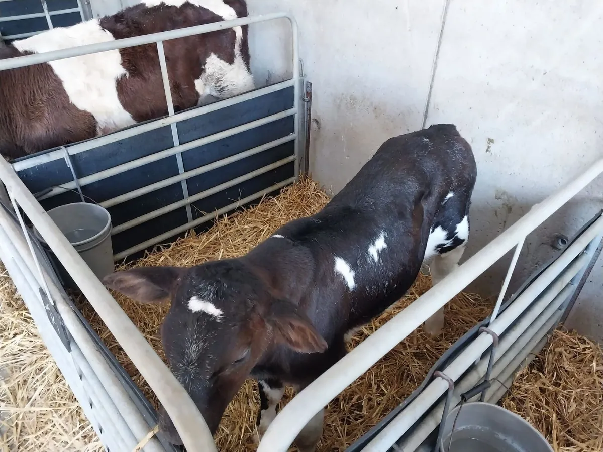 Calf - Image 3