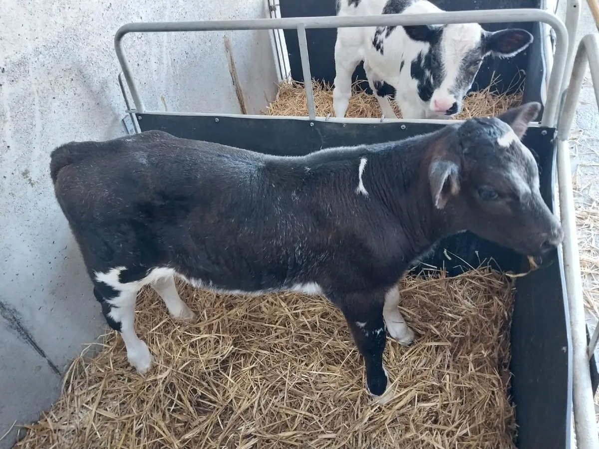 Calf - Image 1