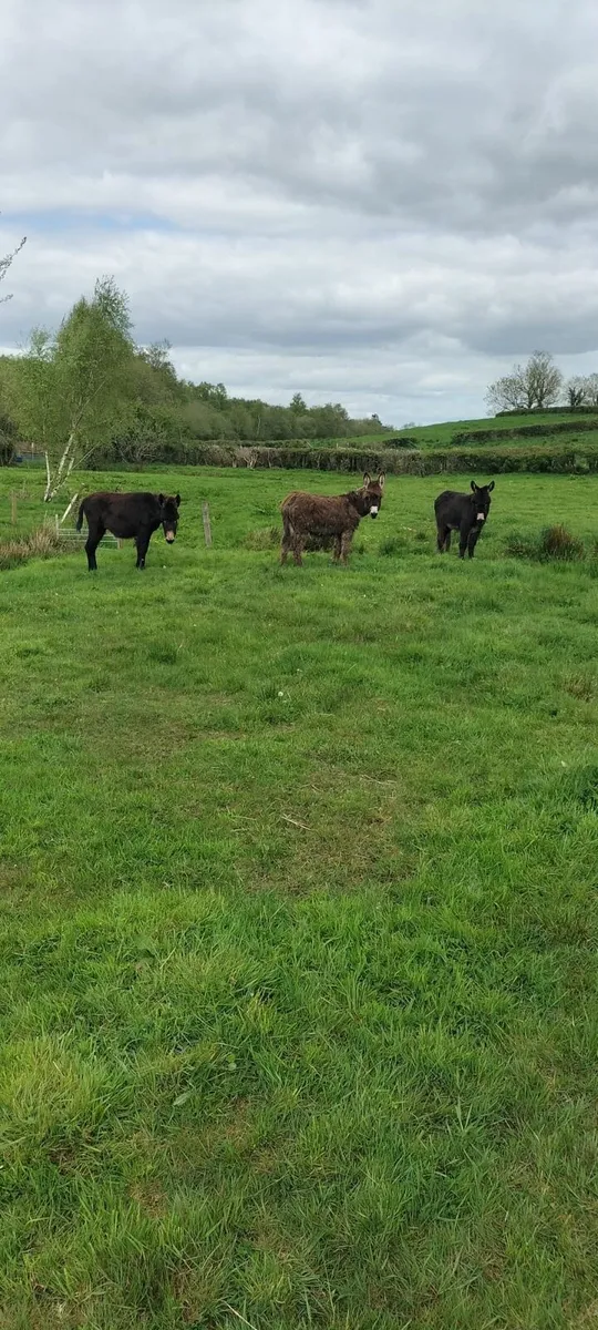 3 filly foals