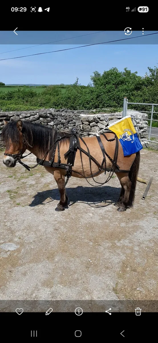 Full dun driving pony - Image 1