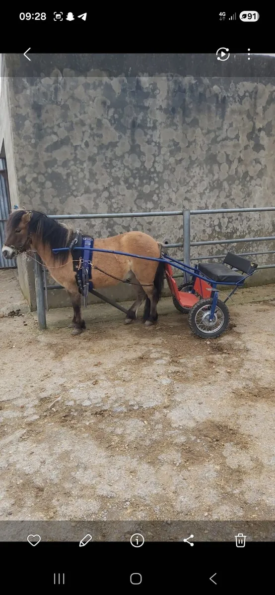 Full dun driving pony - Image 2