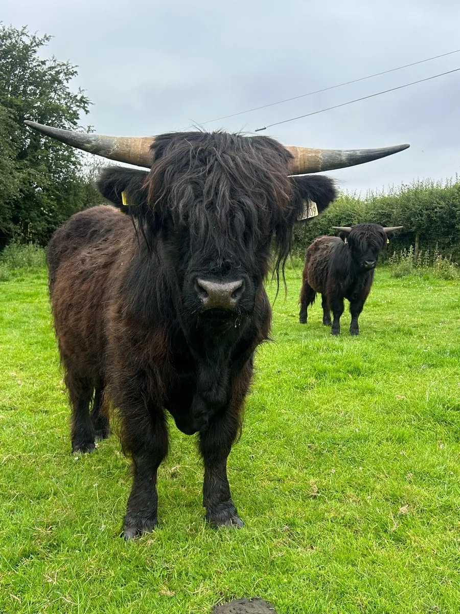 Highland bulls - Image 1