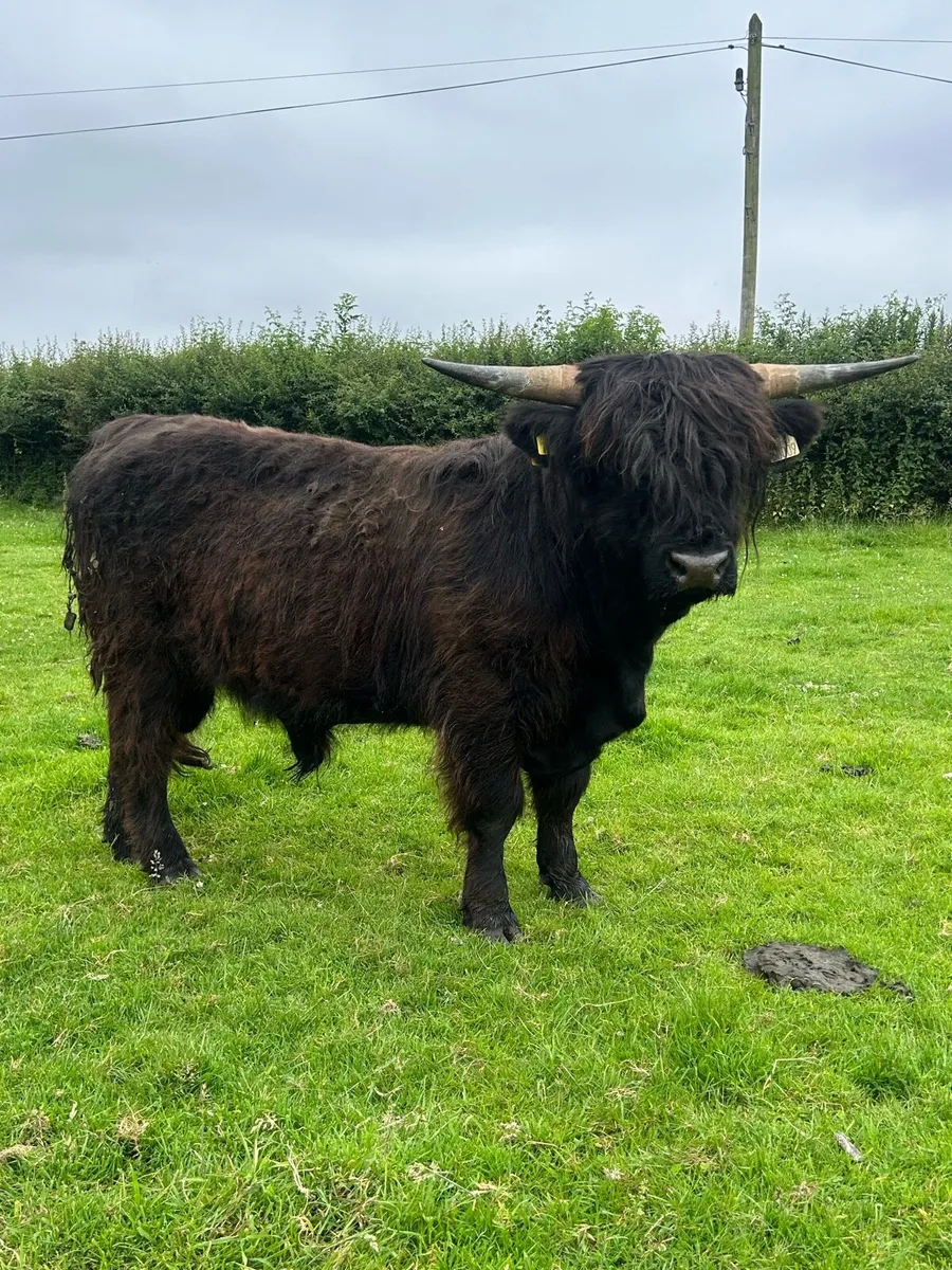 Highland bulls - Image 2