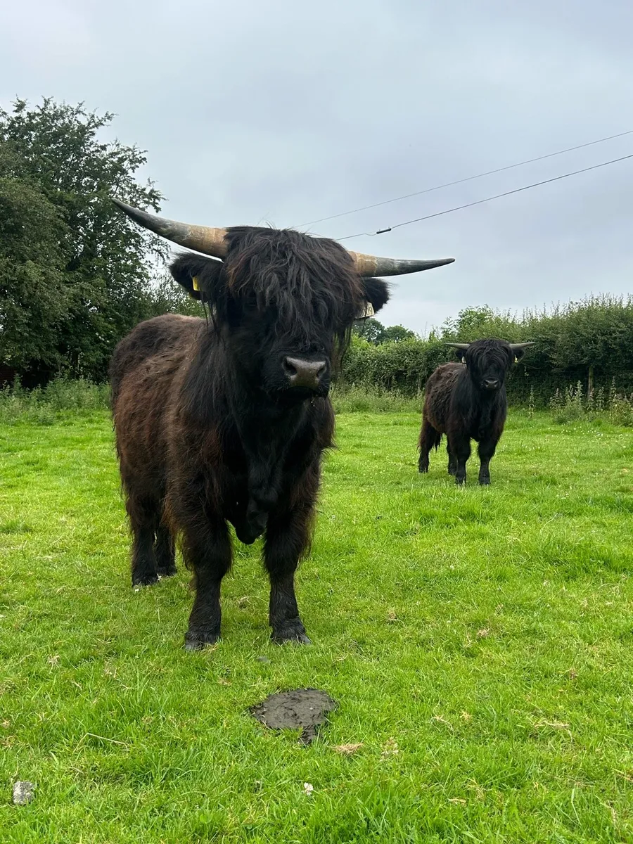 Highland bulls - Image 3