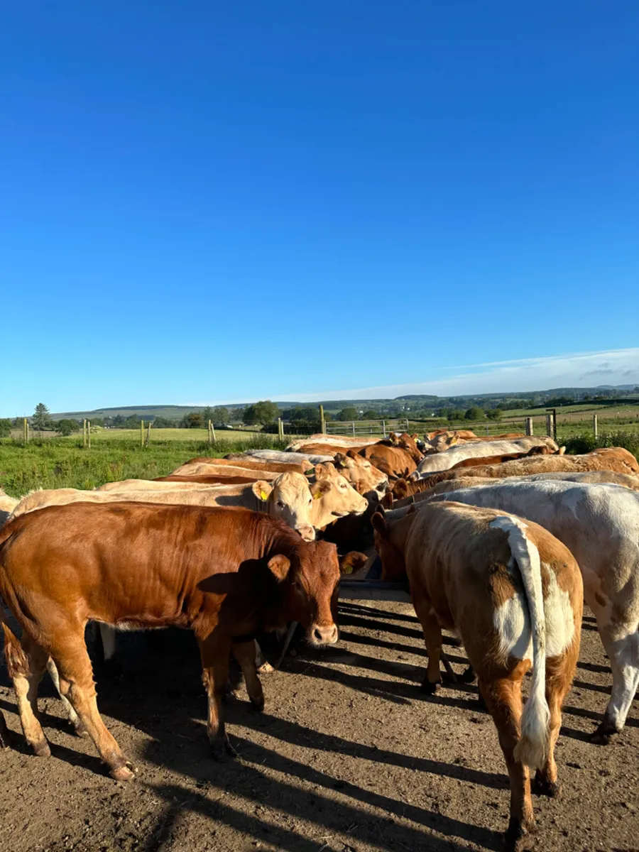 Charolais and lim forward heifers - Image 1