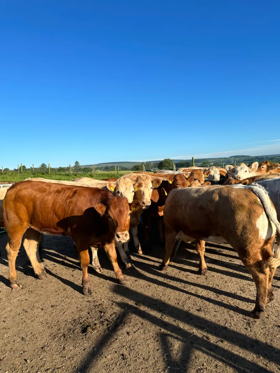 Charolais and lim forward heifers - Image 4