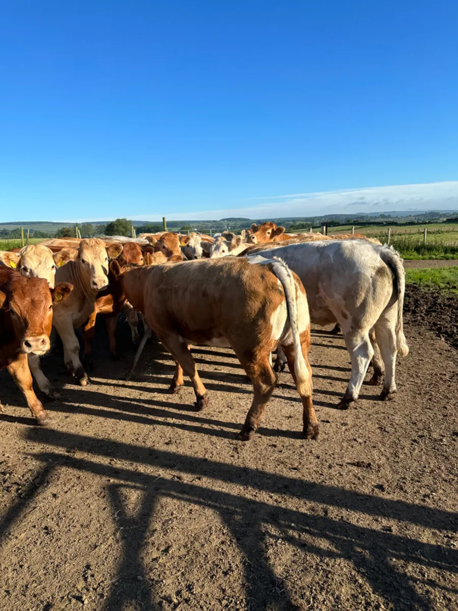 Charolais and lim forward heifers - Image 3