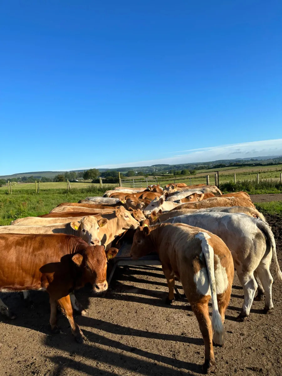 Charolais and lim forward heifers - Image 2