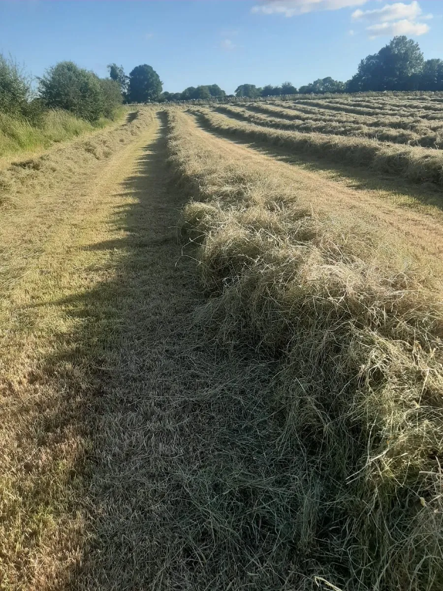 Round Bales of Hay