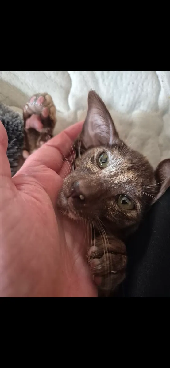 Pedigree Oriental kittens 1 left - Image 3