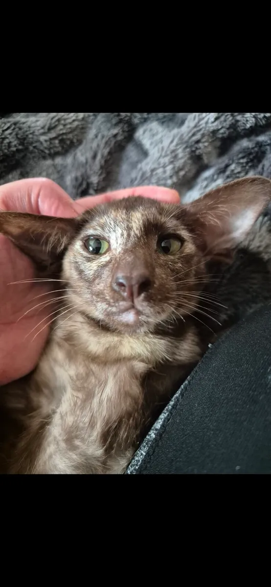 Pedigree Oriental kittens 1 left - Image 2