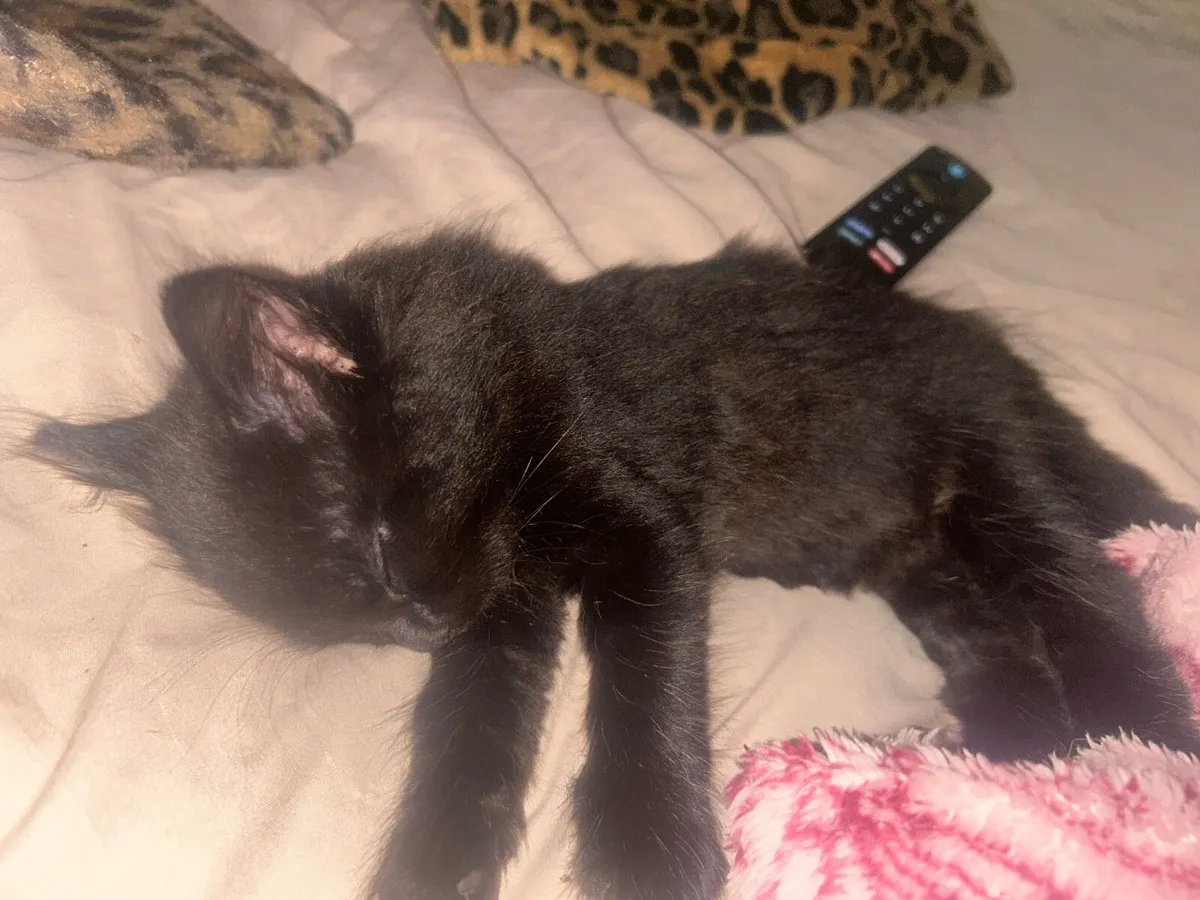 kittens - Image 2