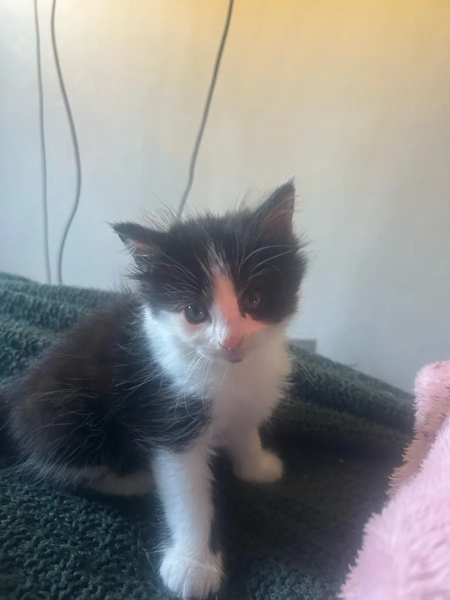 kittens - Image 3