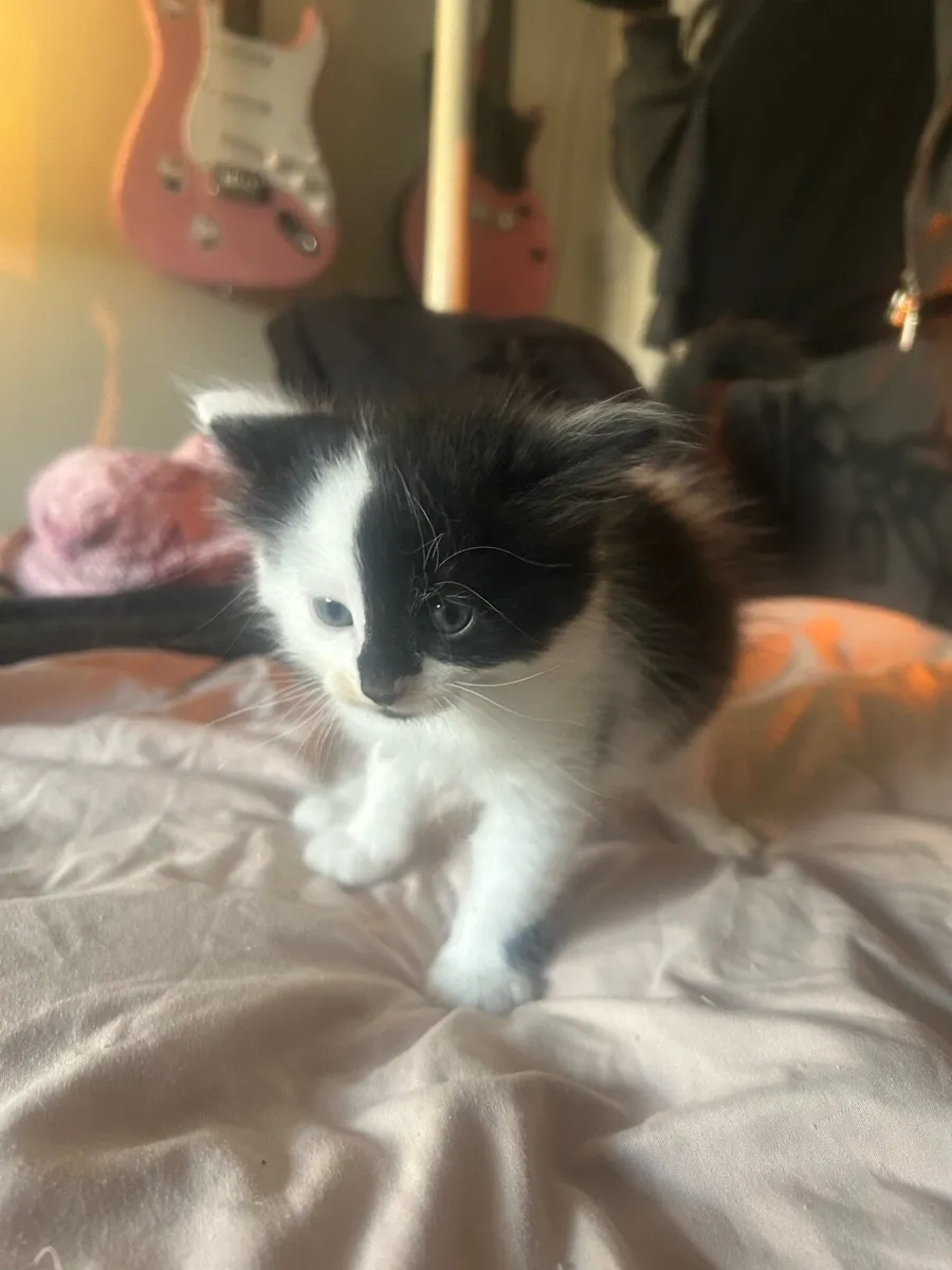 kittens - Image 4