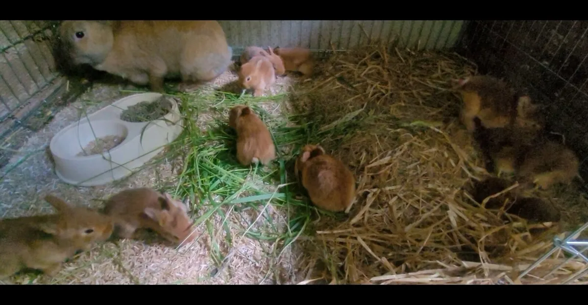 New Zealand Rabbits - Image 1