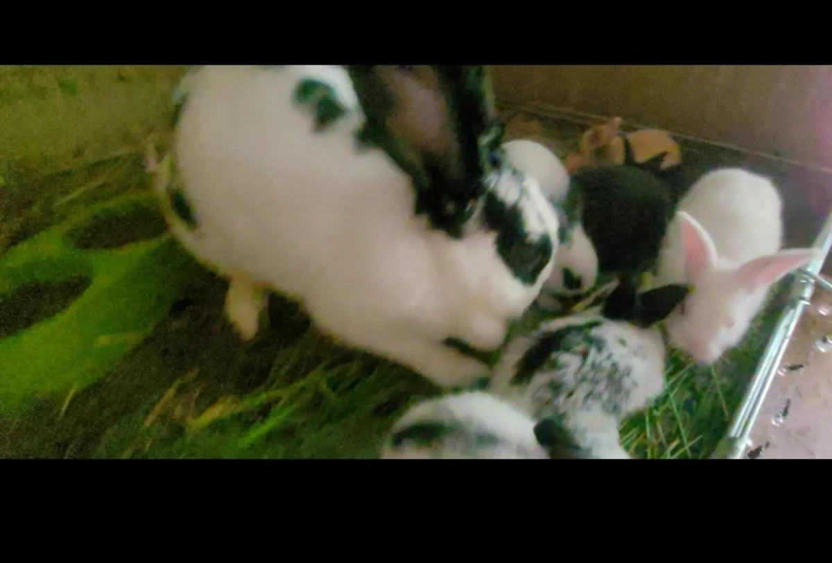 New Zealand Rabbits - Image 2