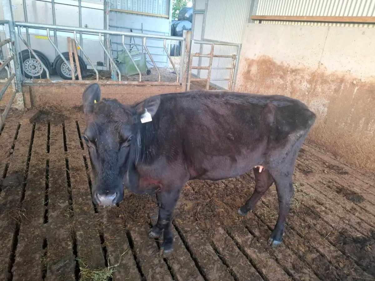 Aberdeen Angus - Image 1