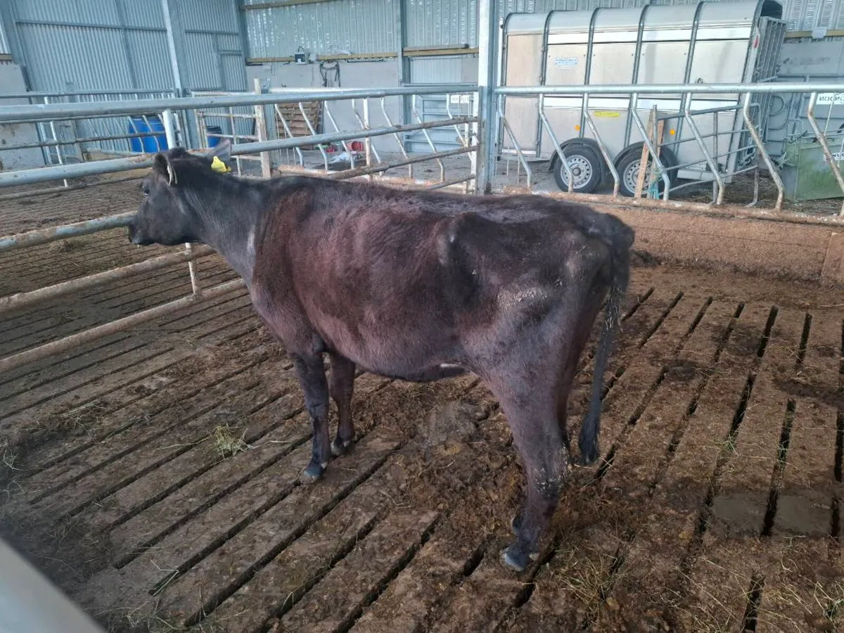 Aberdeen Angus - Image 2