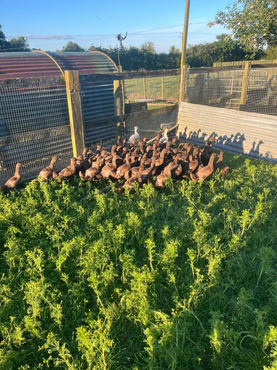 Kakki camble ducks - Image 2