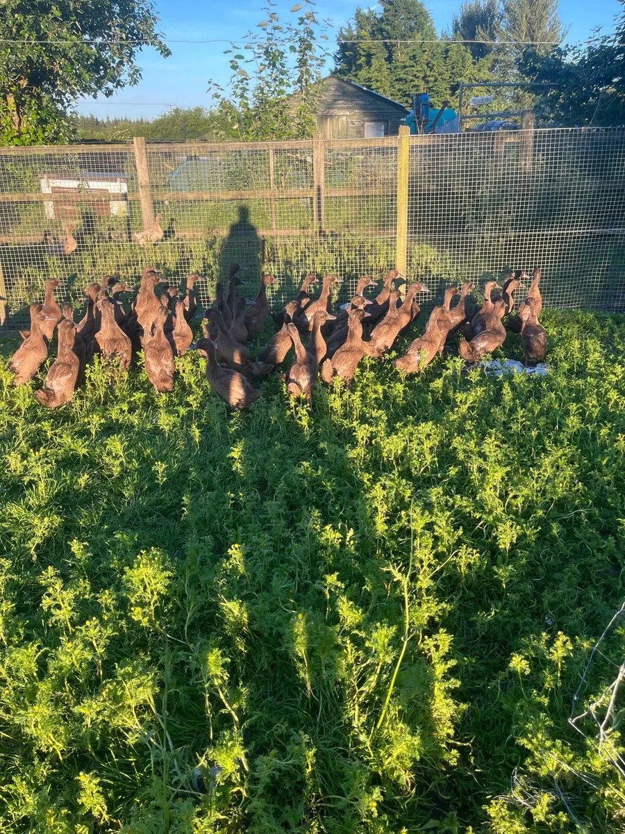 Kakki camble ducks - Image 3