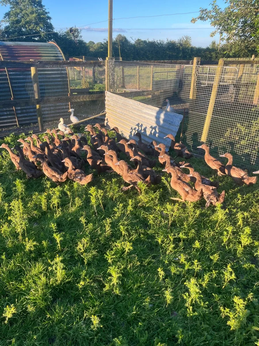 Kakki camble ducks - Image 4