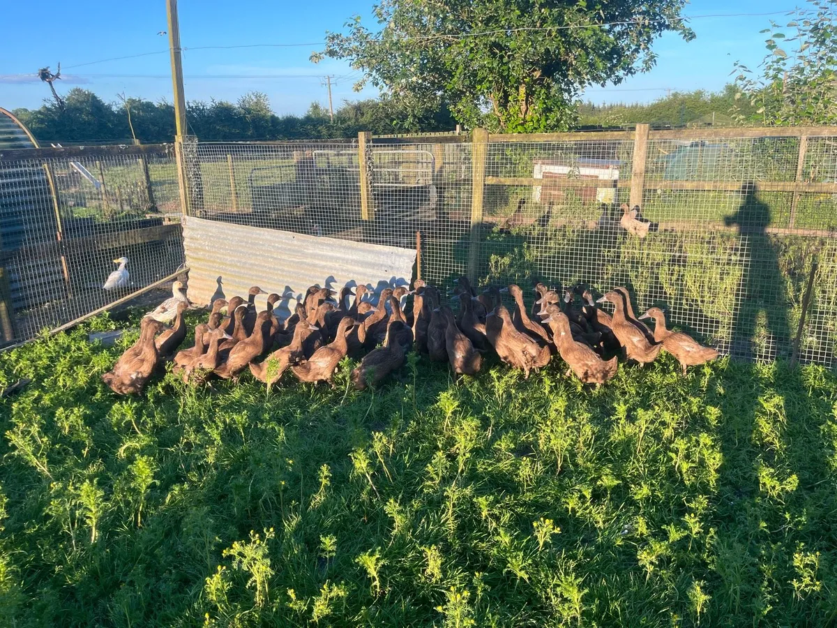 Kakki camble ducks - Image 1
