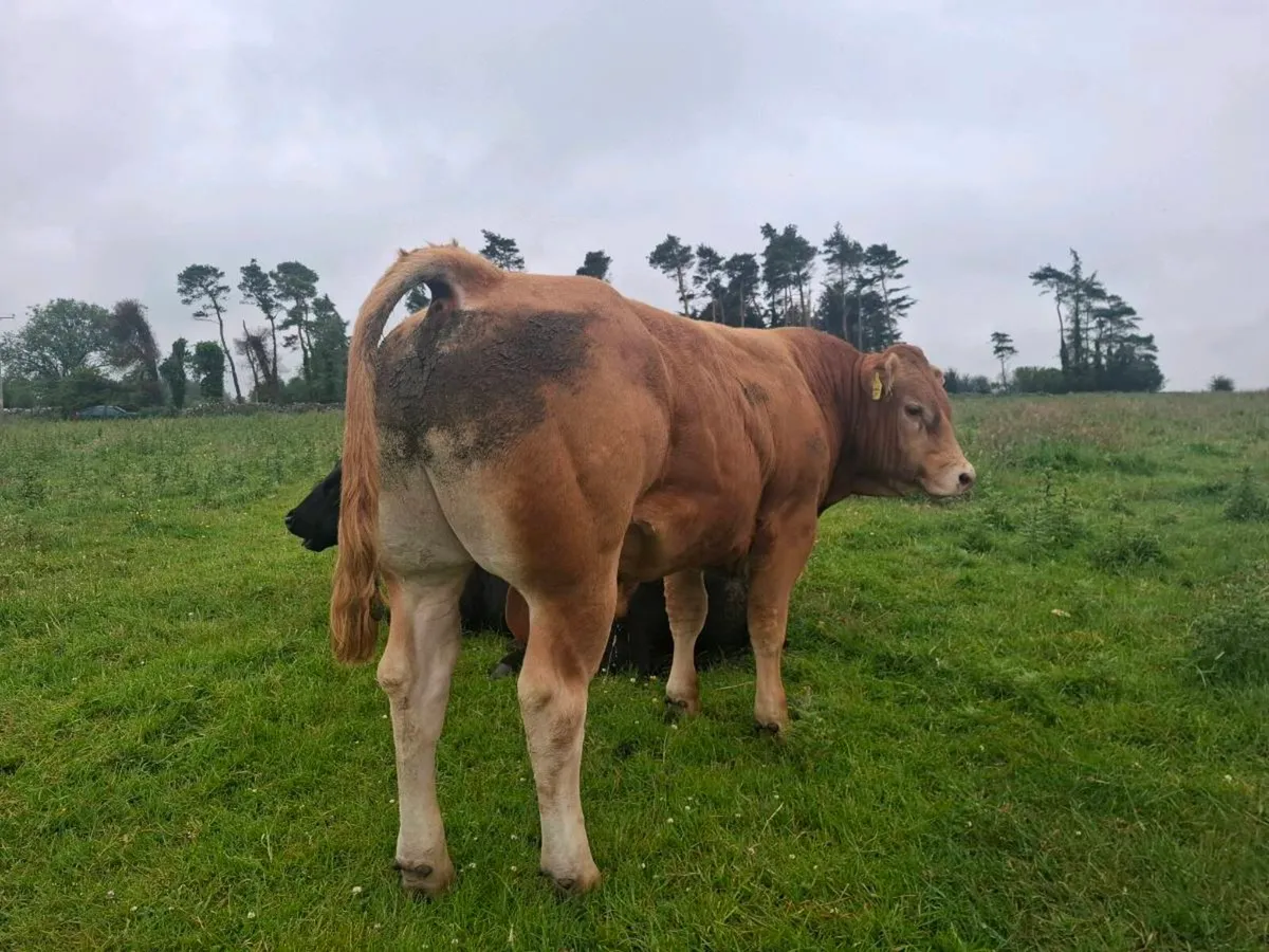 Limousin & Aberdeen Angus bull - Image 1