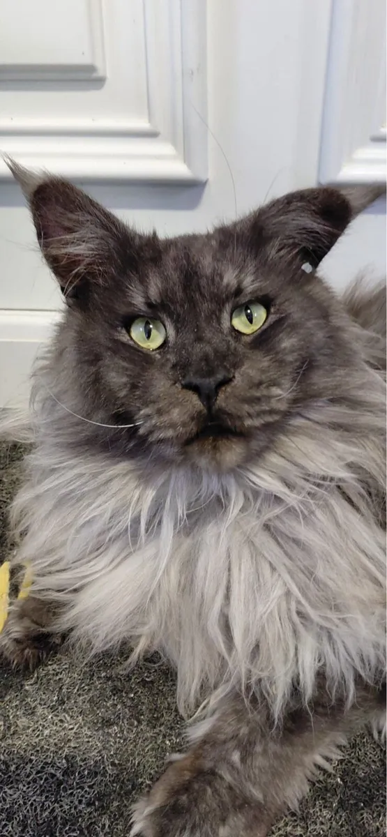 Maine Coon - Image 1