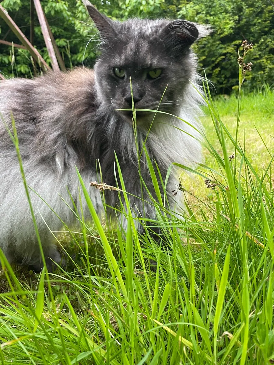 Maine Coon - Image 2
