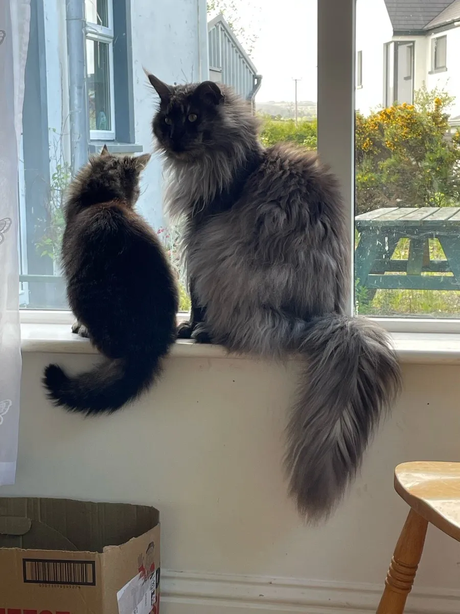 Maine Coon - Image 3