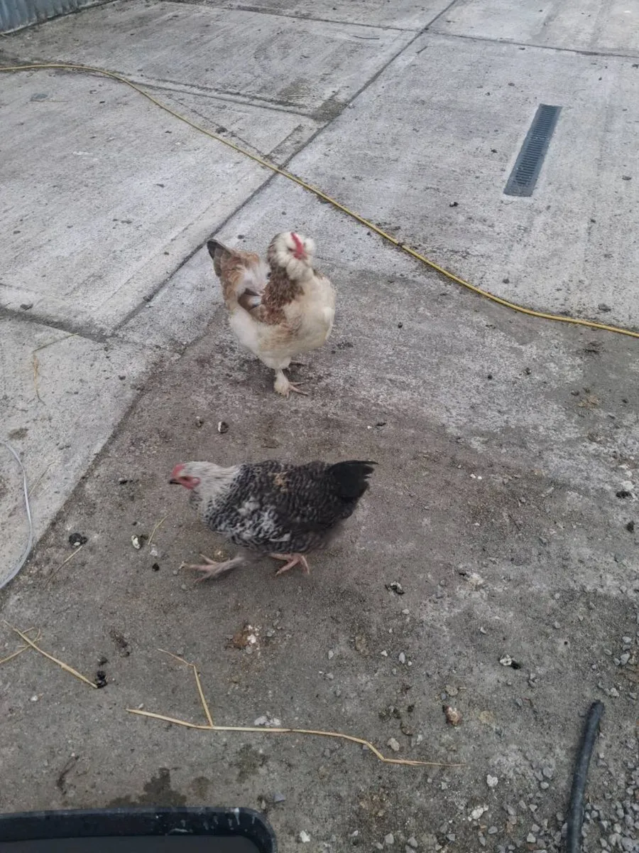 Roosters free free free - Image 2