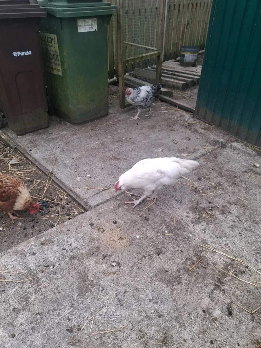 Roosters free free free - Image 3