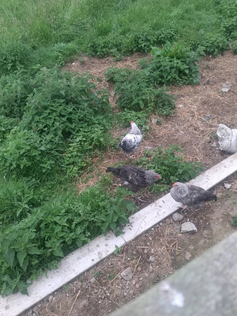 Roosters free free free - Image 1